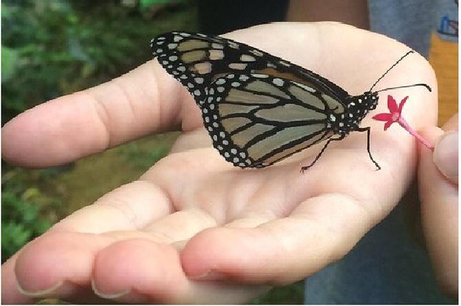 The Maui Butterfly Farm Tour - Why You Might Love It