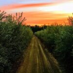 The Olive Grove Tour - The Experience’s Strengths and Considerations