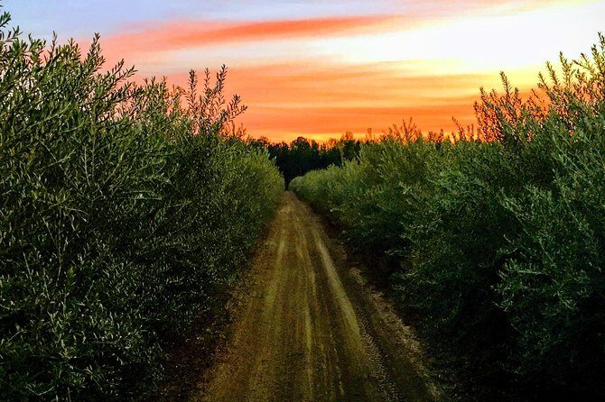 The Olive Grove Tour - The Experience’s Strengths and Considerations