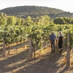 The Original 4 Winery Tour with Charcuterie - How Well Does It All Fit Together?