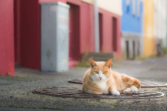 The Reykjavik Cat Walking Tour - Practical Details & What to Expect
