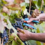 The Vine-Harvest Day Trip in Chania - An In-Depth Look at the Tour Experience