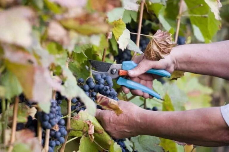 The Vine-Harvest Day Trip in Chania - An In-Depth Look at the Tour Experience