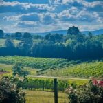 Three Vineyards Half Day Private Wine Tour From Asheville - What’s Included and What’s Not
