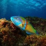 Tias: Guided Snorkeling Tour in Playa Chica - The Location: Playa Chica