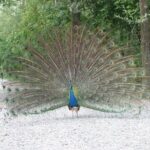 Ticket for Parco Ittico Paradiso at Zelo Buon Persico - Beyond Fish: Other Animals and Natural Features