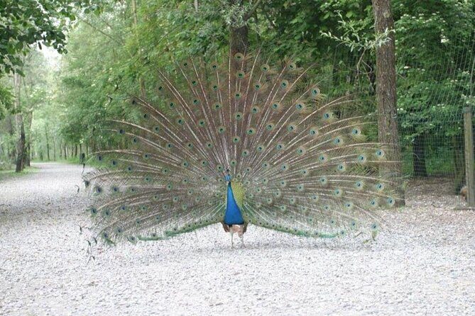 Ticket for Parco Ittico Paradiso at Zelo Buon Persico - Beyond Fish: Other Animals and Natural Features