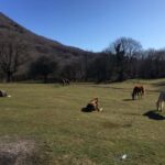 Tirana: Dajti National Park and Tujani Peak Hiking Tour - The Itinerary in Detail