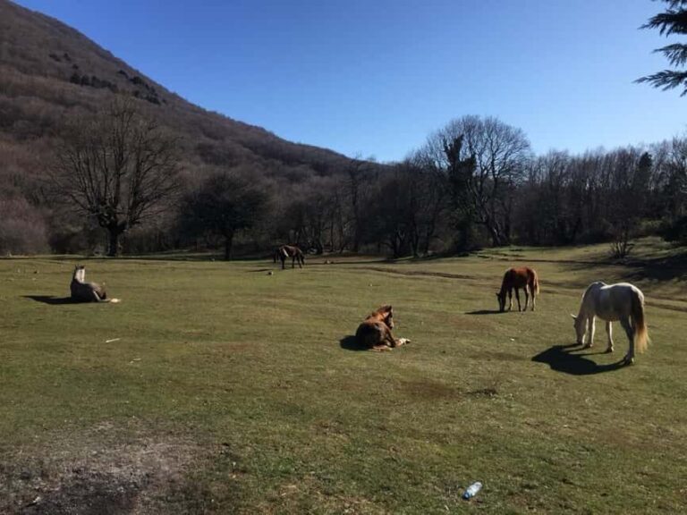 Tirana: Dajti National Park and Tujani Peak Hiking Tour - The Itinerary in Detail