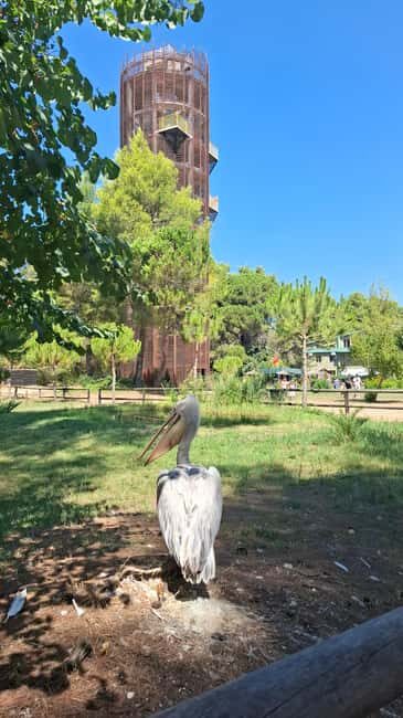 Tirana/Durres/Golem: Karavasta Lagoon Day Tour & Boat Trip! - Practicalities and Tips