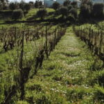 Tomar: Wine Picnic for Two - What You Can Expect Step-by-Step