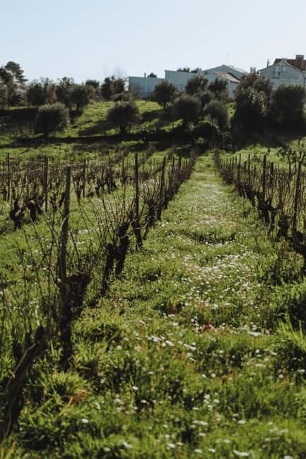 Tomar: Wine Picnic for Two - What You Can Expect Step-by-Step