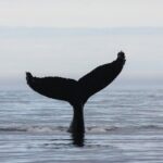 Top-Rated Snorkeling in Silfra & Whale Watching | Self-Drive from Reykjavik - Whale Watching from Reykjavik