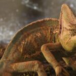 Torremolinos: Crocodile Park Entrance Ticket - What’s Included and What’s Not