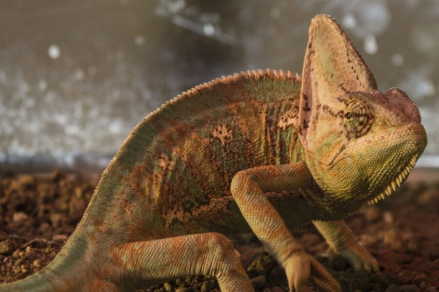 Torremolinos: Crocodile Park Entrance Ticket - What’s Included and What’s Not