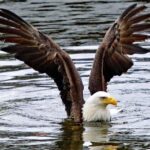 Totems, City & Wildlife by Cable Car Trolley - The Itinerary Breakdown: What to Expect