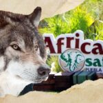 Tour Africam Safari in Puebla - Final Thoughts