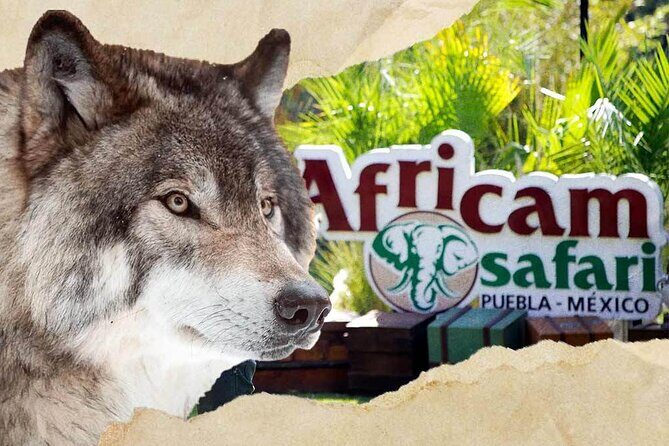 Tour Africam Safari in Puebla - Final Thoughts