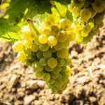 Tour and Premium wine tasting at Duca di Salaparuta - What the Experience Looks Like