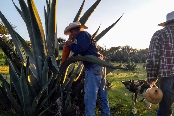 Tour de Pulque en Tepotzotlán, Pueblo Mágico - Who should consider this tour?