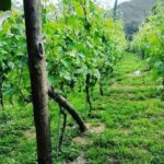 Tour from Napoli to pompei/ercolano: Luxury Tour, Secret Vineyard - Practical Details and Tips