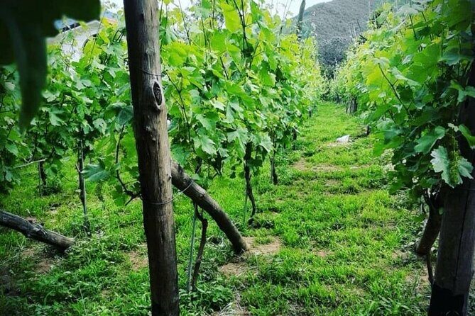 Tour from Napoli to pompei/ercolano: Luxury Tour, Secret Vineyard - Practical Details and Tips