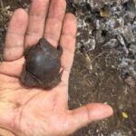 Tour Herpetologico - The Value of the Price