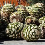 Tour of Puebla and tour of Atlixco (private tour) - Who Is This Tour Best For?