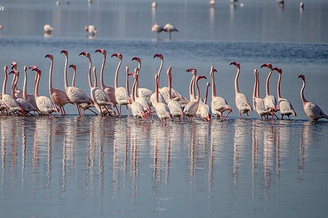 Tour of the Archaeological Area of Nora, entrance fees included - Who Should Consider This Tour?