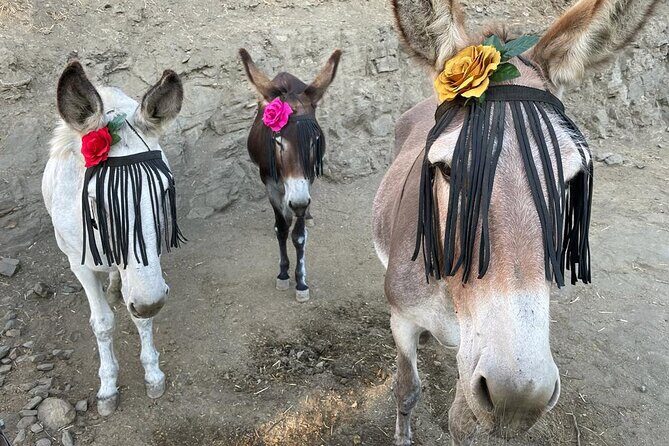 Tour the Sanctuary and Walk with the Donkeys and Share their Love - The Brunch and Local Flavors