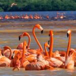 Tour to Celestún with View of Flamencos and Beach Club - Stop 1: Paseo 60