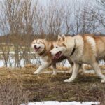 Tour to Husky Park with Cani-Cross Hike - Who Should Consider This Tour?