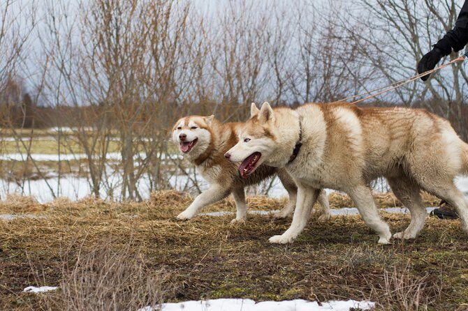 Tour to Husky Park with Cani-Cross Hike - Who Should Consider This Tour?