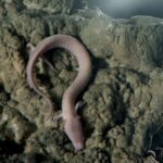 Tour to Postojna Cave and Predjama Castle from Ljubljana - Is This Tour Worth It?