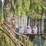Tour to Ranua Zoo Wildlife Park Small Group Experience - What the Reviews Say