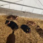 Tour to Windmills, Cheese, Clogs and Volendam from Amsterdam - What’s the Value?