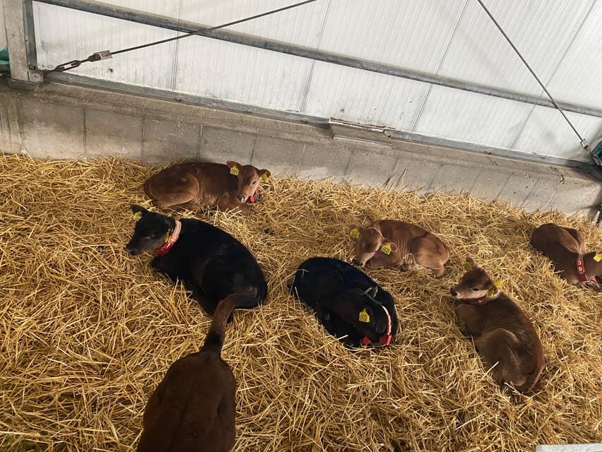 Tour to Windmills, Cheese, Clogs and Volendam from Amsterdam - What’s the Value?