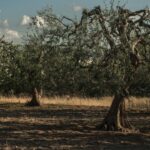 Tour tra i Templi dell'Olio e gli Olivi Patriarchi - A Closer Look at the Experience