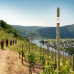 Traben-Trarbach / Bernkastel-Kues, Moselle: Wine experience hike - Why This Tour Could Be a Great Choice
