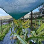 Traditional Olive Grove and Dragon Fruit Farm Tour - The Itinerary Breakdown