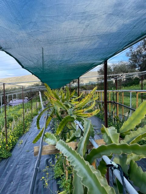 Traditional Olive Grove and Dragon Fruit Farm Tour - The Itinerary Breakdown