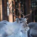 Traditional Reindeer Farm Visit with a Short Sleigh Ride - FAQ (Frequently Asked Questions)