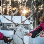 Traditional Reindeer Farm Visit with a Short Sleigh Ride - What You’ll Learn