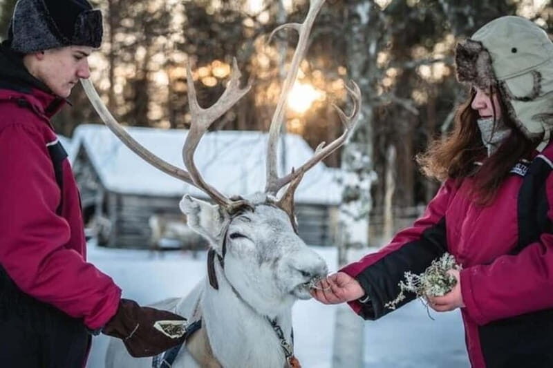 Traditional Reindeer Farm Visit with a Short Sleigh Ride - What You’ll Learn