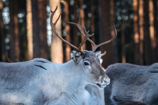 Traditional Reindeer Farm Visit with a Short Sleigh Ride - FAQ (Frequently Asked Questions)