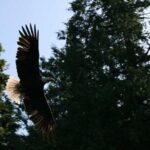 Traitors Cove Bear Viewing in Ketchikan, Alaska - Analyzing the Price: Is It Worth It?