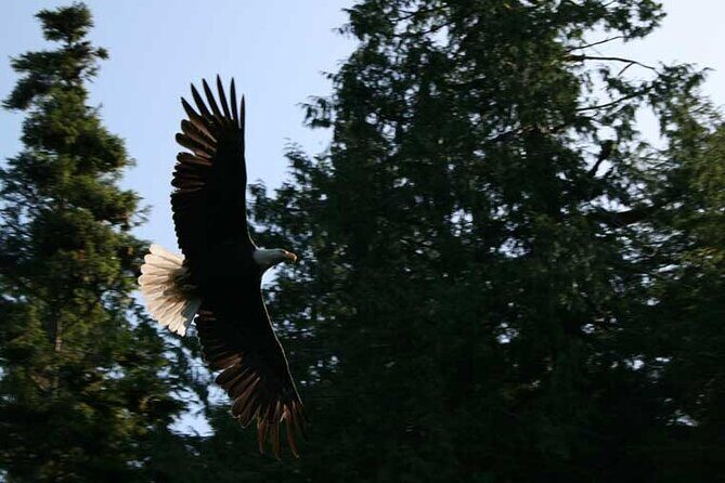 Traitors Cove Bear Viewing in Ketchikan, Alaska - Analyzing the Price: Is It Worth It?