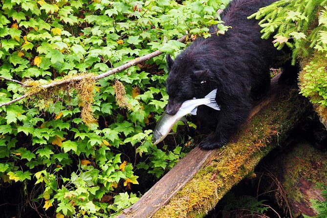 Traitors Cove Bear Viewing - What We Loved About the Experience