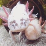 Trajinera ride in Xochimilco - The Value of the Tour: Is It Worth the Price?