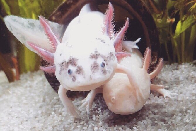 Trajinera ride in Xochimilco - The Value of the Tour: Is It Worth the Price?